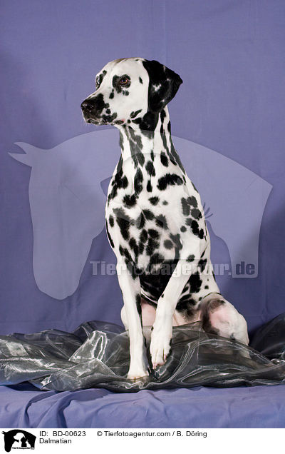 Dalmatiner / Dalmatian / BD-00623