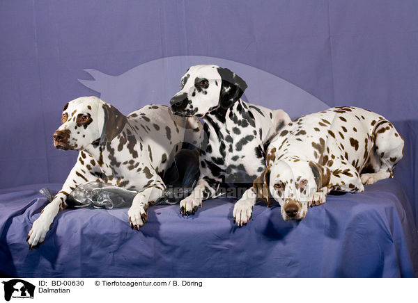Dalmatiner / Dalmatian / BD-00630