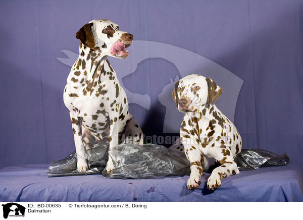Dalmatiner / Dalmatian / BD-00635