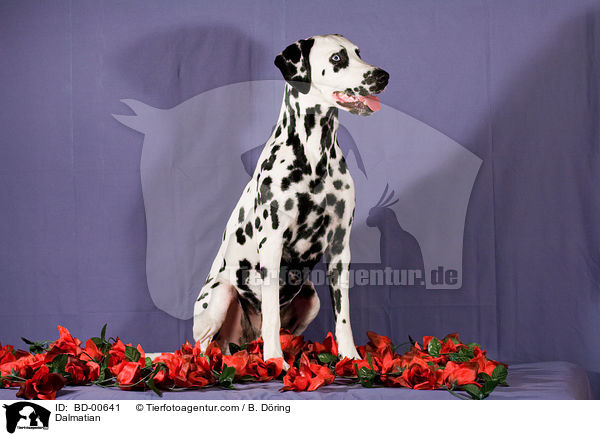 Dalmatiner / Dalmatian / BD-00641