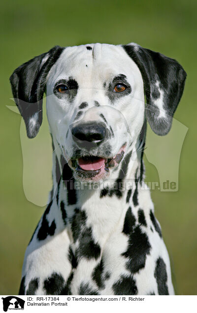 Dalmatiner Portrait / Dalmatian Portrait / RR-17384