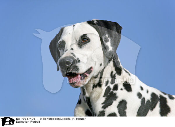 Dalmatiner Portrait / Dalmatian Portrait / RR-17406