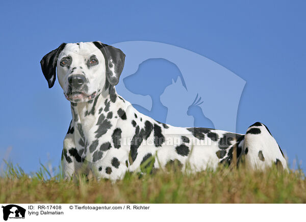 liegender Dalmatiner / lying Dalmatian / RR-17408