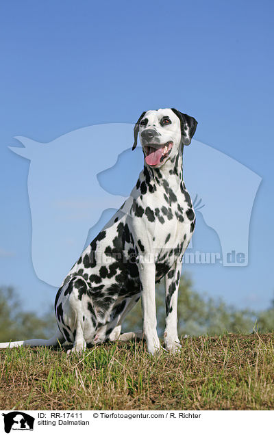 sitzender Dalmatiner / sitting Dalmatian / RR-17411