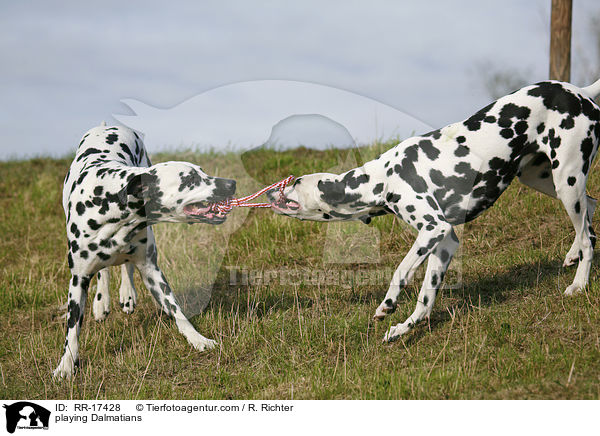 spielende Dalmatiner / playing Dalmatians / RR-17428