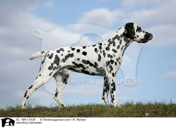 stehender Dalmatiner / standing Dalmatian / RR-17438