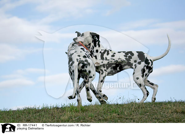 spielende Dalmatiner / playing Dalmatians / RR-17441