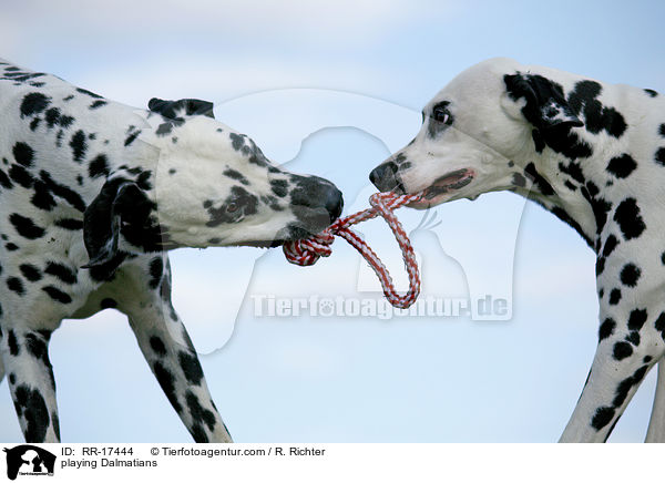 spielende Dalmatiner / playing Dalmatians / RR-17444