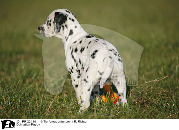 Dalmatiner Welpe / Dalmatian Puppy / RR-22110