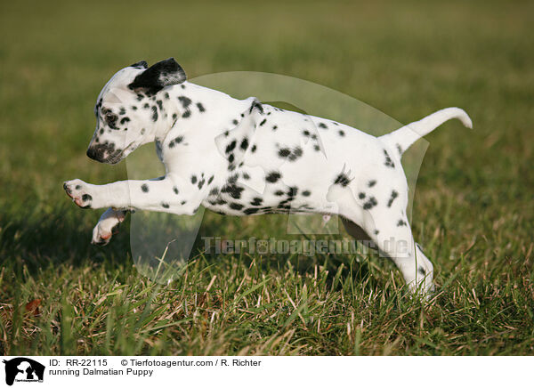 rennender Dalmatiner Welpe / running Dalmatian Puppy / RR-22115