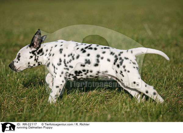 rennender Dalmatiner Welpe / running Dalmatian Puppy / RR-22117