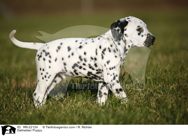 Dalmatiner Welpe / Dalmatian Puppy / RR-22124