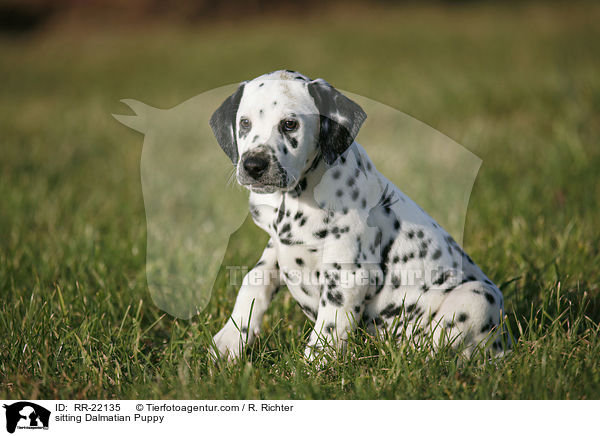 sitzender Dalmatiner Welpe / sitting Dalmatian Puppy / RR-22135