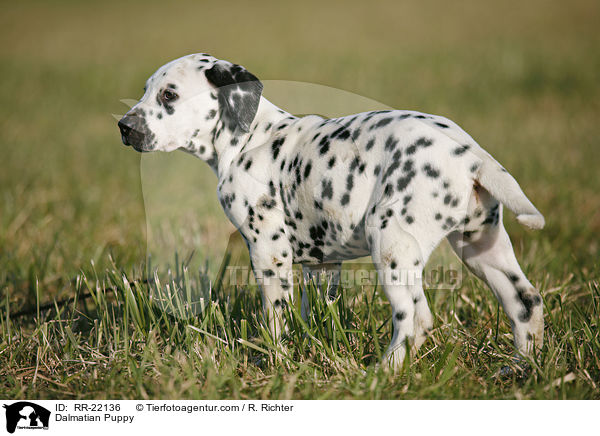 Dalmatiner Welpe / Dalmatian Puppy / RR-22136