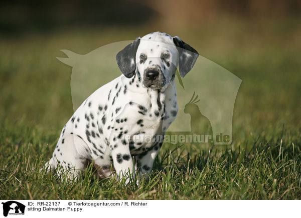 sitzender Dalmatiner Welpe / sitting Dalmatian Puppy / RR-22137