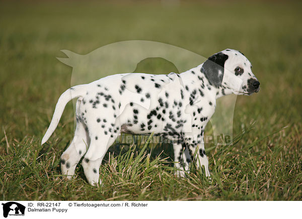 Dalmatiner Welpe / Dalmatian Puppy / RR-22147
