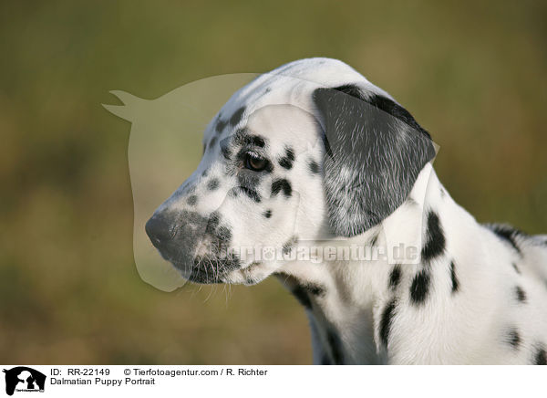 Dalmatiner Welpe Portrait / Dalmatian Puppy Portrait / RR-22149