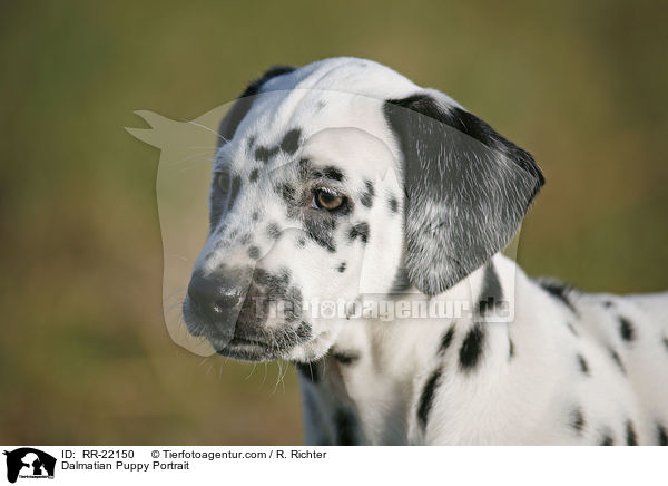 Dalmatiner Welpe Portrait / Dalmatian Puppy Portrait / RR-22150