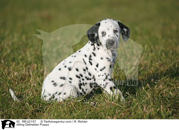 sitzender Dalmatiner Welpe / sitting Dalmatian Puppy / RR-22157