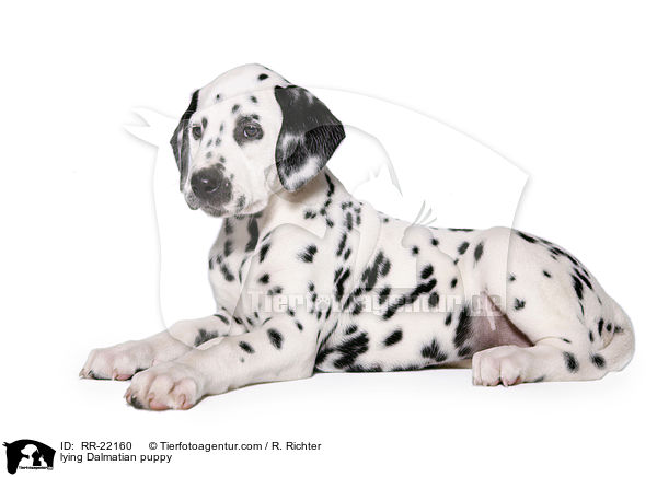 liegender Dalmatiner Welpe / lying Dalmatian puppy / RR-22160