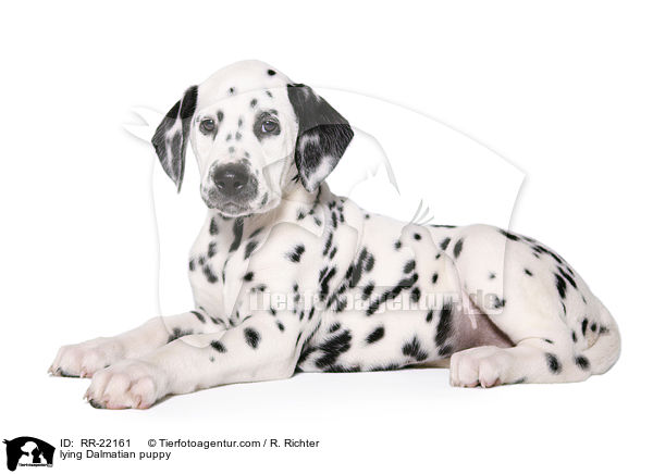 liegender Dalmatiner Welpe / lying Dalmatian puppy / RR-22161