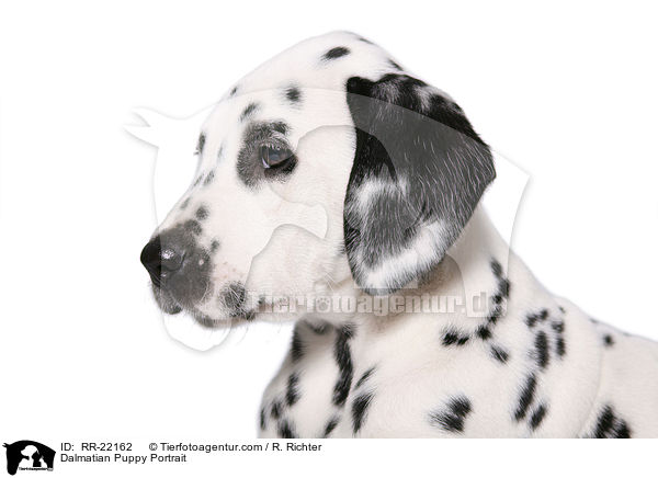 Dalmatiner Welpe Portrait / Dalmatian Puppy Portrait / RR-22162