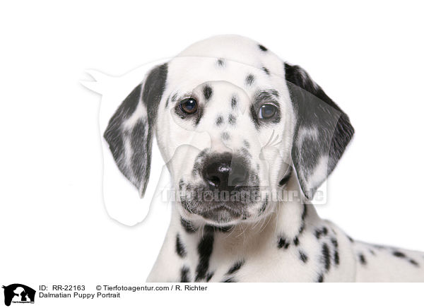 Dalmatiner Welpe Portrait / Dalmatian Puppy Portrait / RR-22163