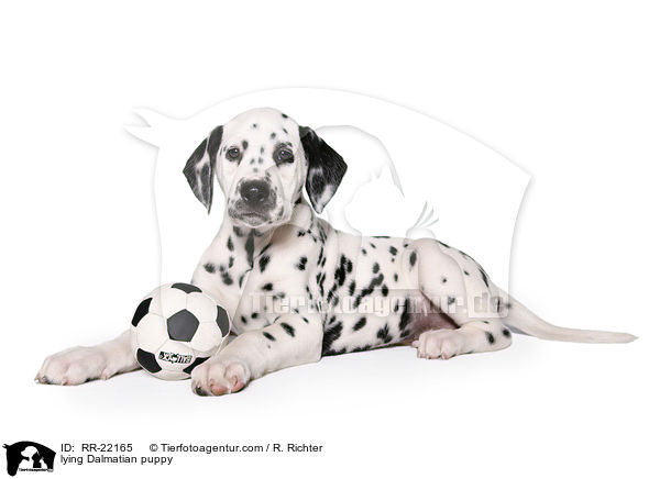 liegender Dalmatiner Welpe / lying Dalmatian puppy / RR-22165