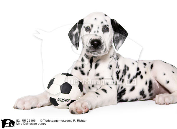 liegender Dalmatiner Welpe / lying Dalmatian puppy / RR-22166