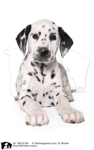 liegender Dalmatiner Welpe / lying Dalmatian puppy / RR-22169
