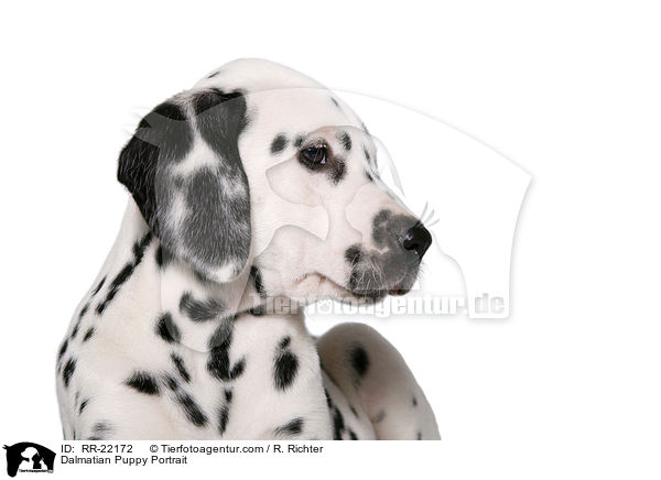 Dalmatiner Welpe Portrait / Dalmatian Puppy Portrait / RR-22172