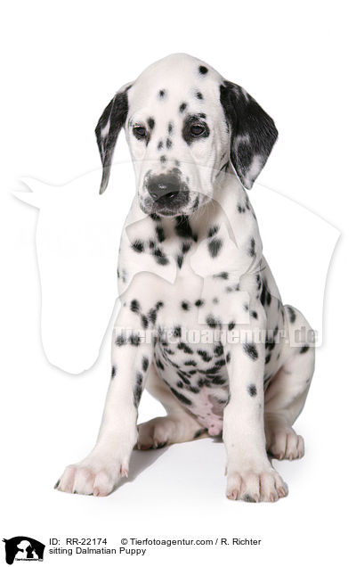 sitzender Dalmatiner Welpe / sitting Dalmatian Puppy / RR-22174
