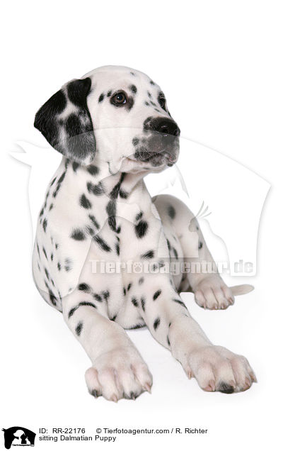 sitzender Dalmatiner Welpe / sitting Dalmatian Puppy / RR-22176