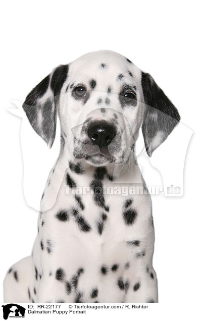 Dalmatiner Welpe Portrait / Dalmatian Puppy Portrait / RR-22177