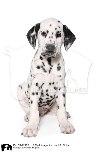 sitzender Dalmatiner Welpe / sitting Dalmatian Puppy / RR-22178