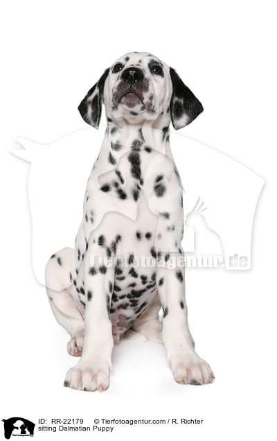 sitzender Dalmatiner Welpe / sitting Dalmatian Puppy / RR-22179