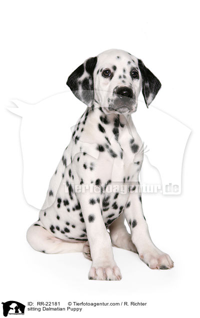 sitzender Dalmatiner Welpe / sitting Dalmatian Puppy / RR-22181
