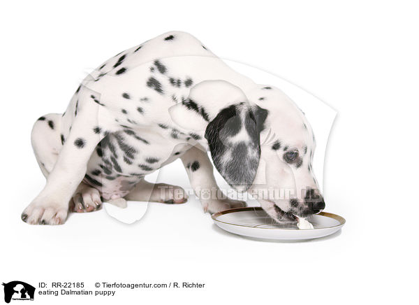 fressender Dalmatiner Welpe / eating Dalmatian puppy / RR-22185