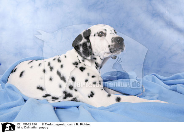 liegender Dalmatiner Welpe / lying Dalmatian puppy / RR-22196