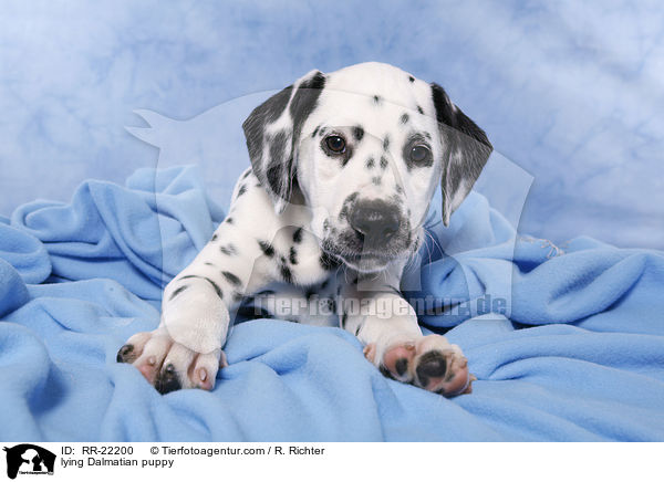 liegender Dalmatiner Welpe / lying Dalmatian puppy / RR-22200