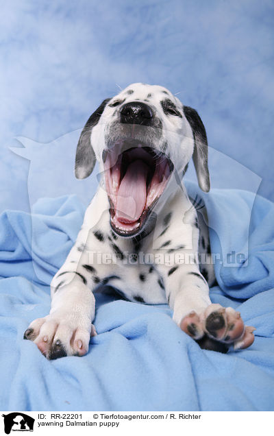 yawning Dalmatian puppy / RR-22201