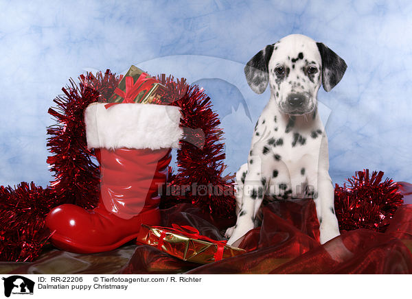Dalmatiner Welpe weihnachtlich / Dalmatian puppy Christmasy / RR-22206