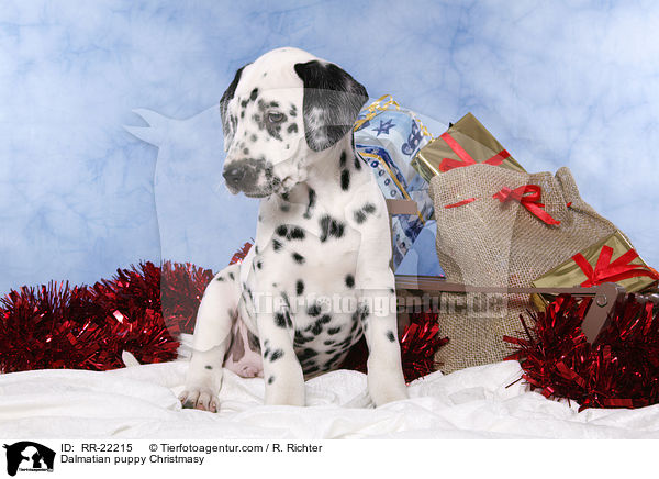 Dalmatiner Welpe weihnachtlich / Dalmatian puppy Christmasy / RR-22215