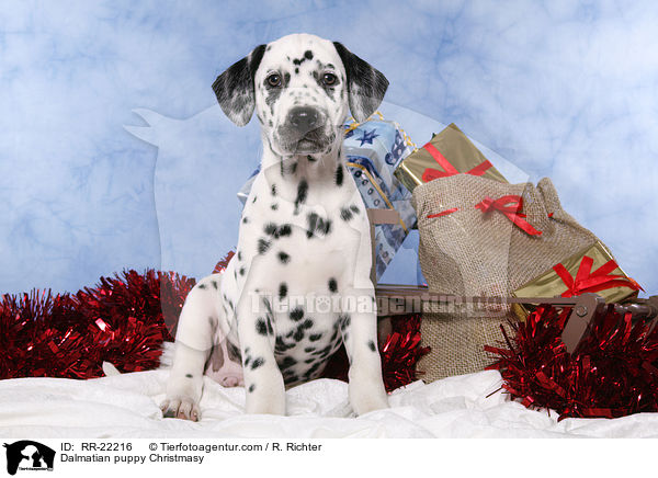 Dalmatiner Welpe weihnachtlich / Dalmatian puppy Christmasy / RR-22216