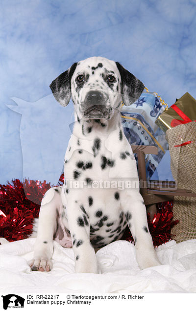 Dalmatiner Welpe weihnachtlich / Dalmatian puppy Christmasy / RR-22217