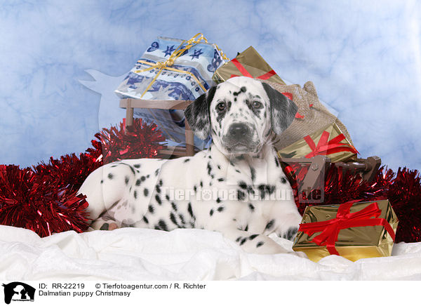 Dalmatian puppy Christmasy / RR-22219