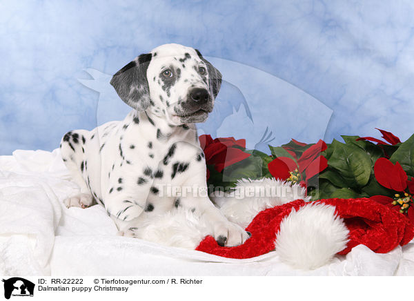 Dalmatiner Welpe weihnachtlich / Dalmatian puppy Christmasy / RR-22222