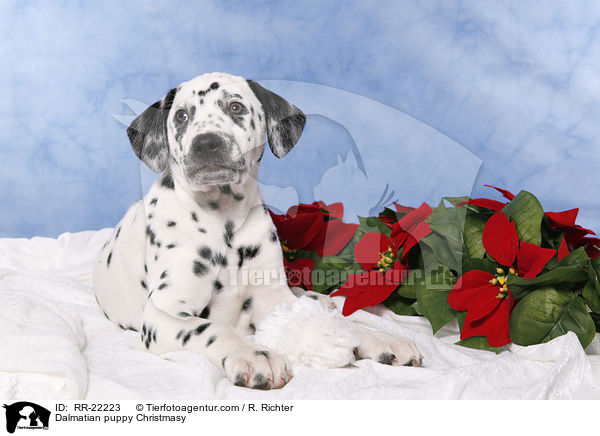 Dalmatiner Welpe weihnachtlich / Dalmatian puppy Christmasy / RR-22223