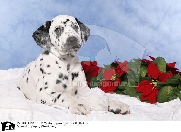 Dalmatiner Welpe weihnachtlich / Dalmatian puppy Christmasy / RR-22224