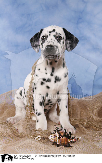 Dalmatiner Welpe / Dalmatian Puppy / RR-22225